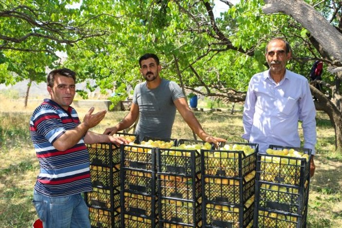 Doğu'nun Çukurovası Iğdır'da kayısı hasadı