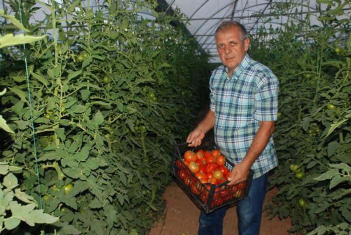 Yazın vazgeçilmezi domates sezonu 1.70 liradan açtı