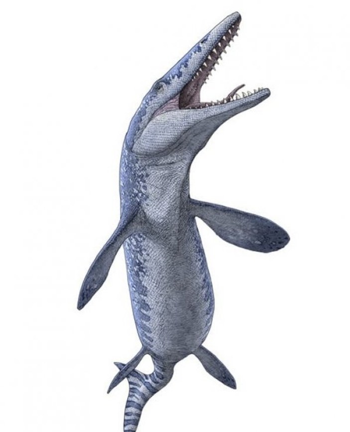 Kanada'da 70 milyon yıllık deniz canavarı fosili bulundu