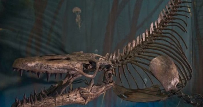 Kanada'da 70 milyon yıllık deniz canavarı fosili bulundu