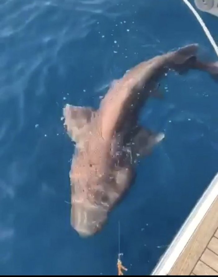Antalya'da 2 metre boyunda köpekbalığı yakalandı
