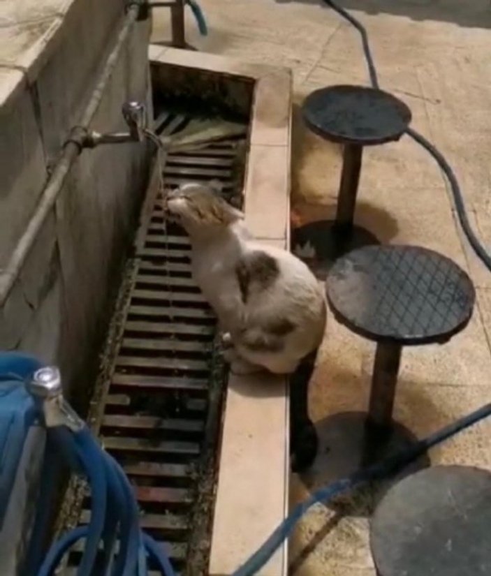 Hararetlenen kediye su içiren genç