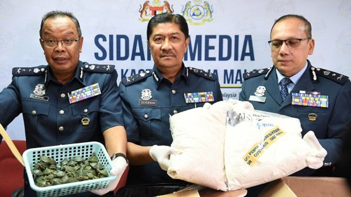 Malezya'da 5 bin kaplumbağayı kaçırırken yakalandılar