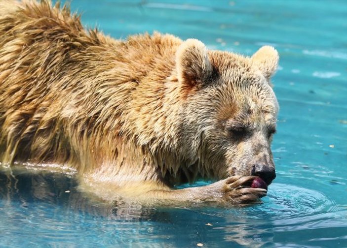 Konya hayvanat bahçesindeki ayıların kokteyl keyfi