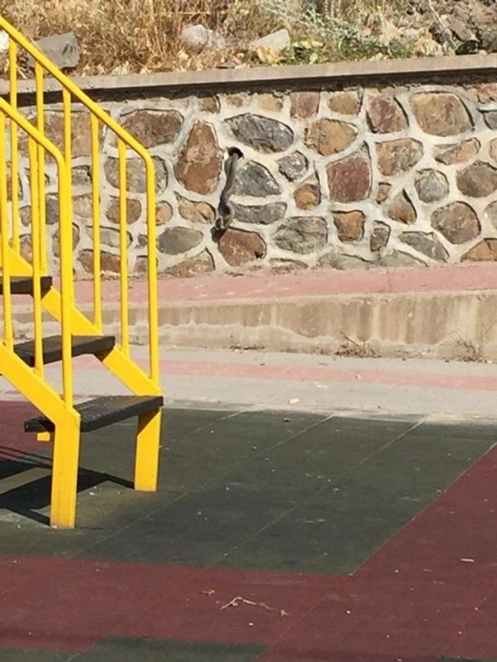 Bursa'da çocuk parkındaki yılanlar panik yarattı