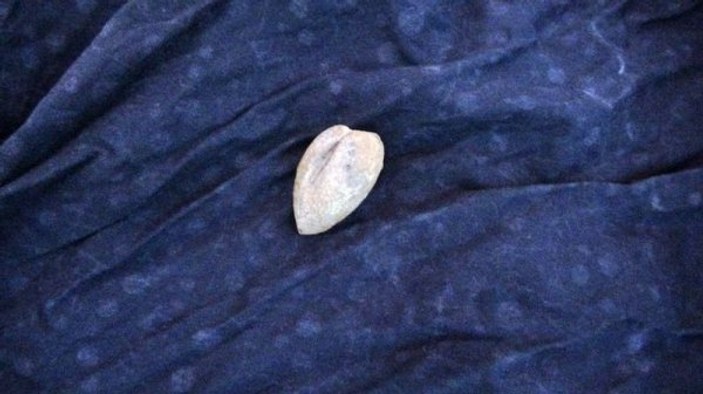 Iğdır'da kayısı fosili bulunduğu iddia edildi