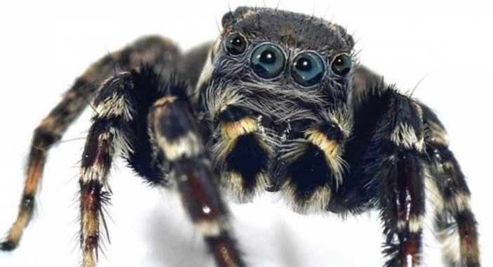 Yeni keşfedilen örümceğe Karl Lagerfeld'in ismi verildi
