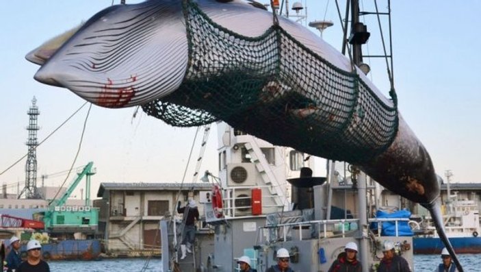 Japonya balina katliamına geri döndü