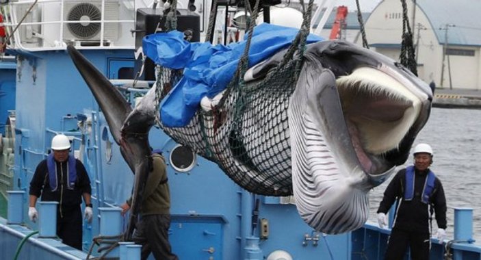 Japonya balina katliamına geri döndü