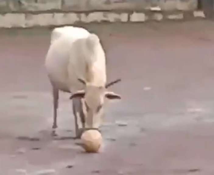 Hindistan’da topla oynayan inek gündem oldu