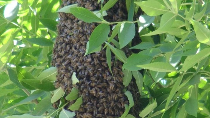 Kars'ta arı kolonisi firar etti