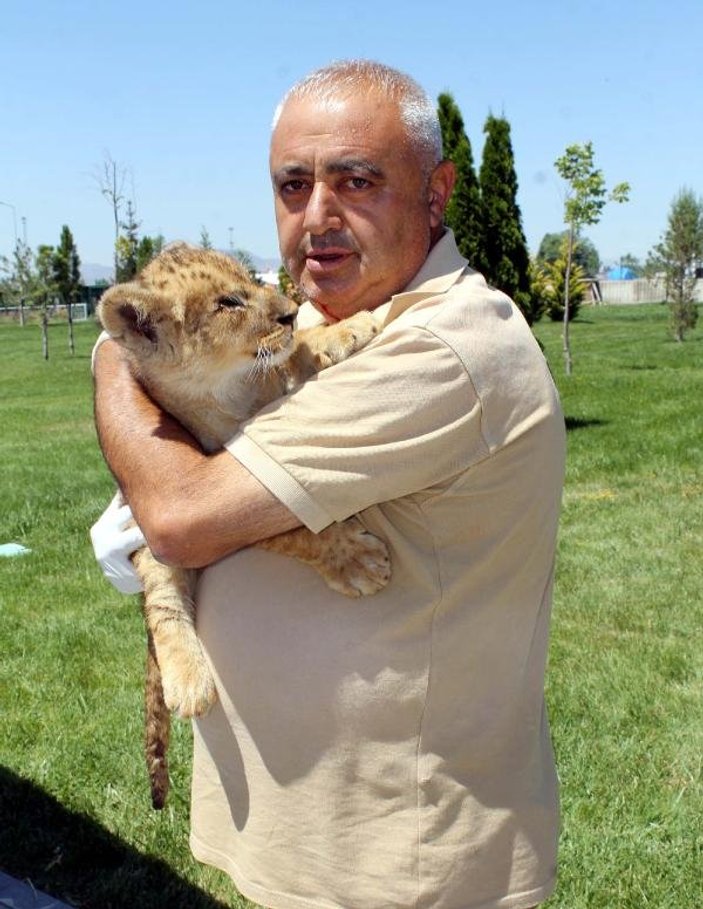 Kayseri'de yavru aslanı, bakıcılar besliyor