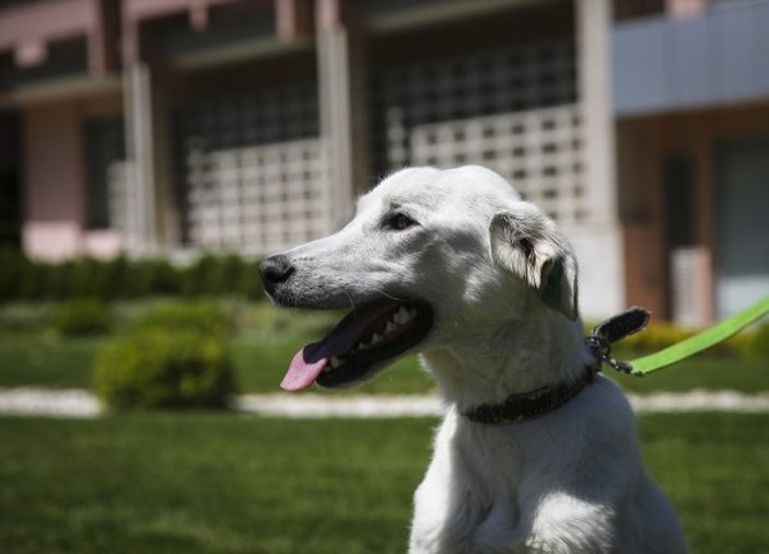 Pergel'e bakanlığın bahçesinde bakılıyor