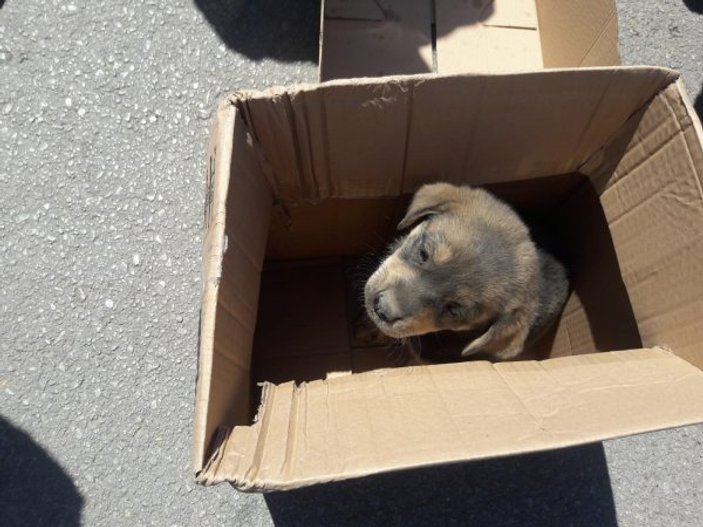 Kocaeli'de otomobilin teker kısmına giren köpek kurtarıldı