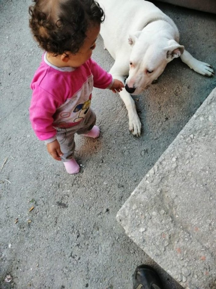 Bursa'da hamile köpeği katlettiler