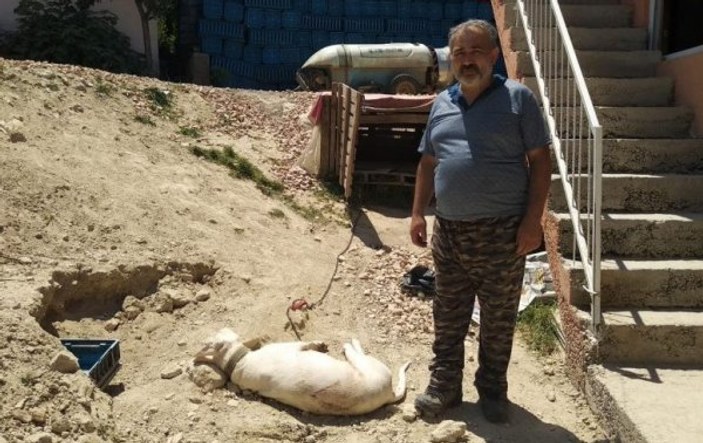 Bursa'da hamile köpeği katlettiler