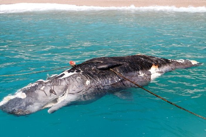 Muğla'da ölü balinayı gören telefona sarıldı
