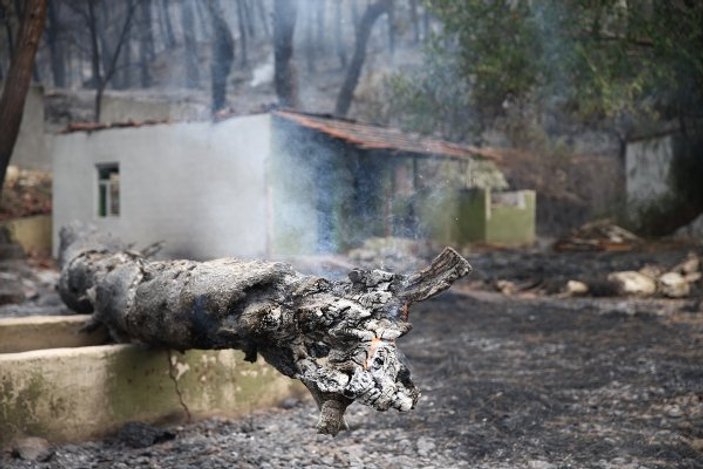 Muğla'daki orman yangınında hasar büyüyor