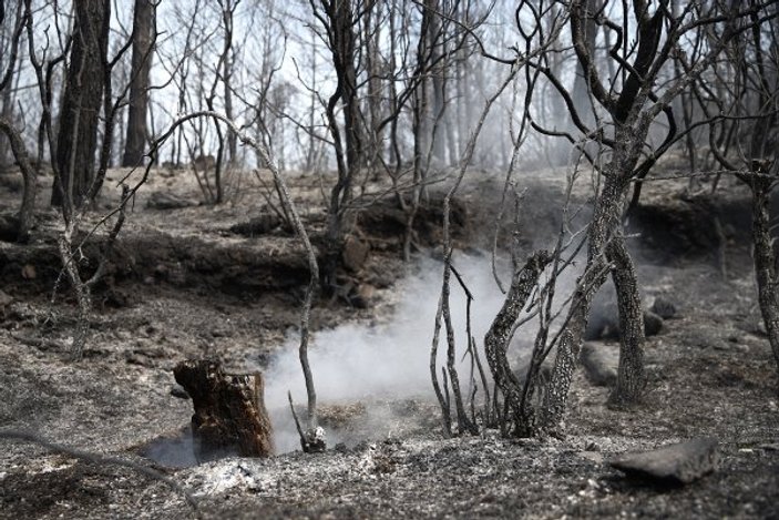 Muğla'daki orman yangınında hasar büyüyor