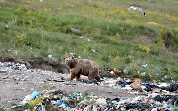 Kars'ta aç kalan boz ayılar