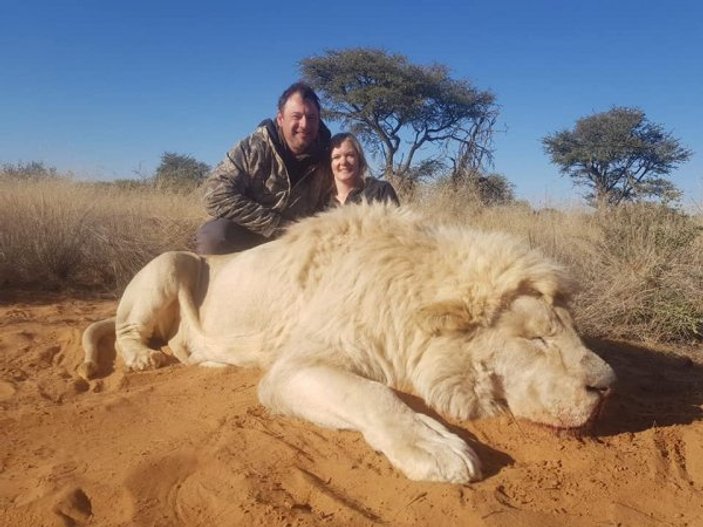 Afrika'da aslanları avladılar