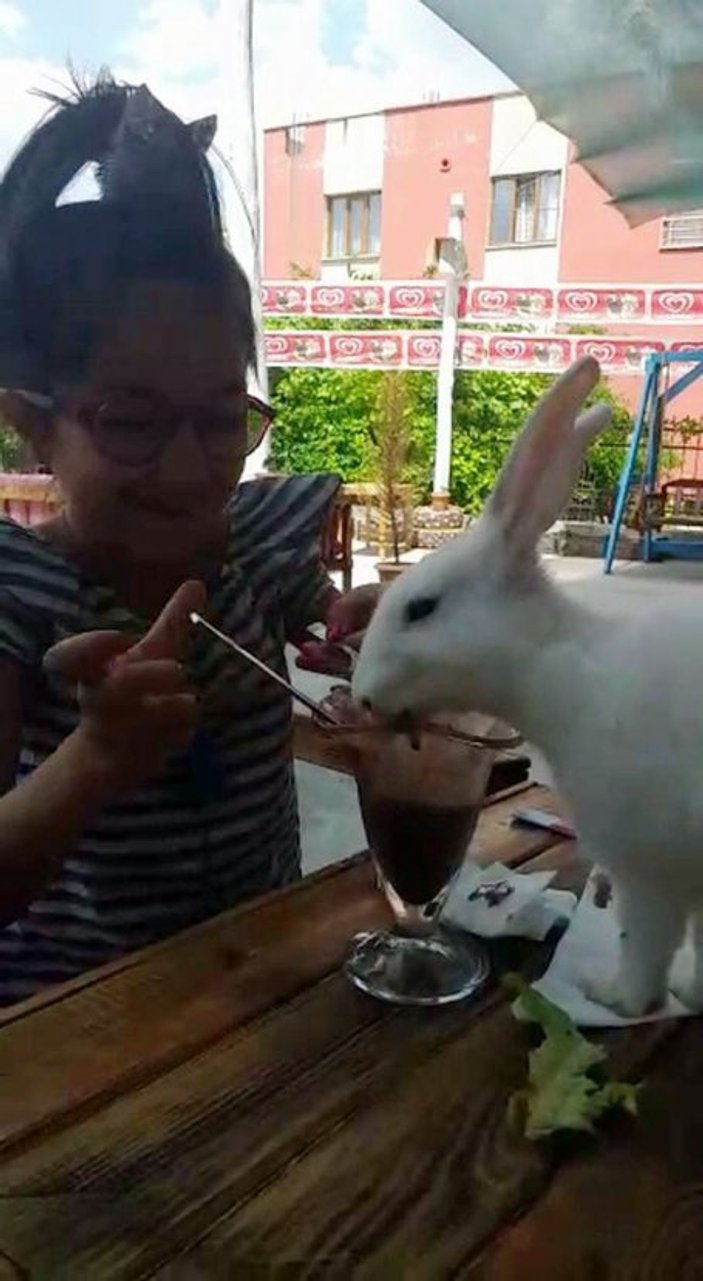 Siirt’te tavşanların dondurma keyfi