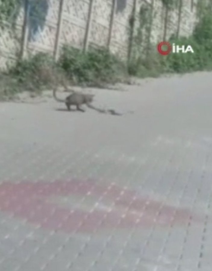 Zonguldak'taki kedinin yılanla kavgası