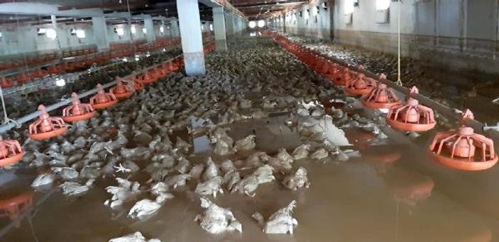 Düzce'deki selde yüz binlerce hayvan can verdi
