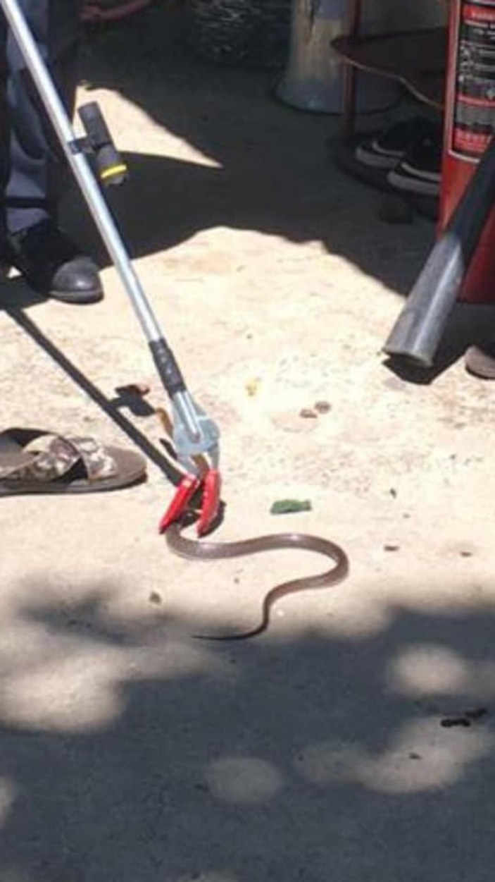Zonguldak’taki yılan timleri zehirli yılanı yakaladı