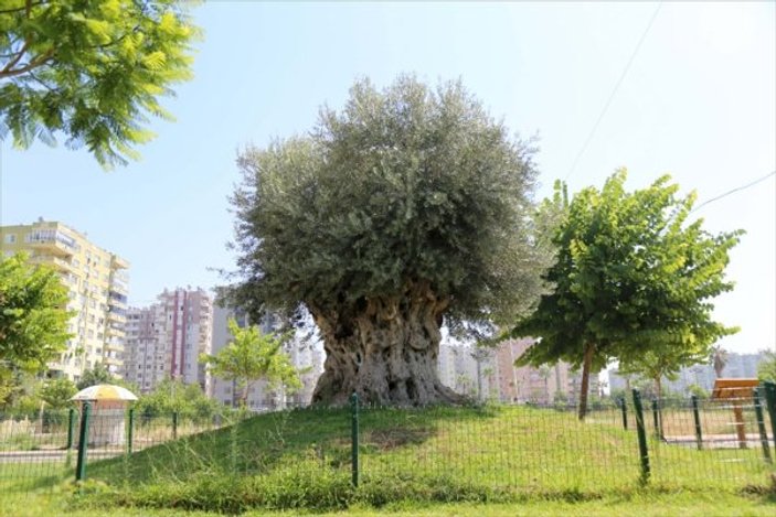 Mersin'de 1.500 yıllık zeytin ağacı