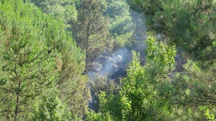 Şile'de orman yangını