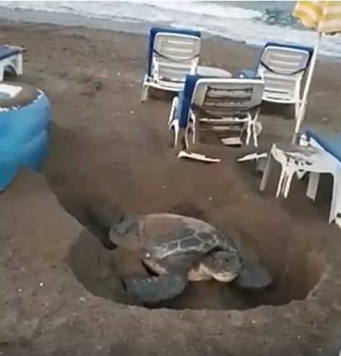 Antalya'da deniz kaplumbağalarının zorlu yaşamı