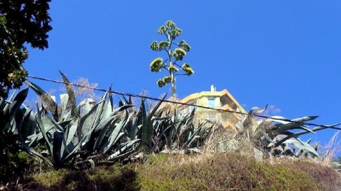 UNESCO listesinde bulunan Agave, Silivri'de açtı