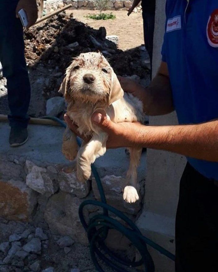 İzmir'de kanalizasyon borusuna sıkışan köpek kurtarıldı