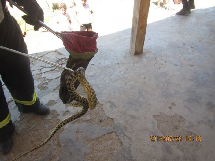 Kayseri'de buz dolabına giren yılan