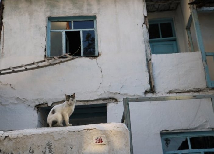 Sokak kedilerini kiraladığı evde besliyor