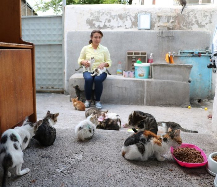Sokak kedilerini kiraladığı evde besliyor