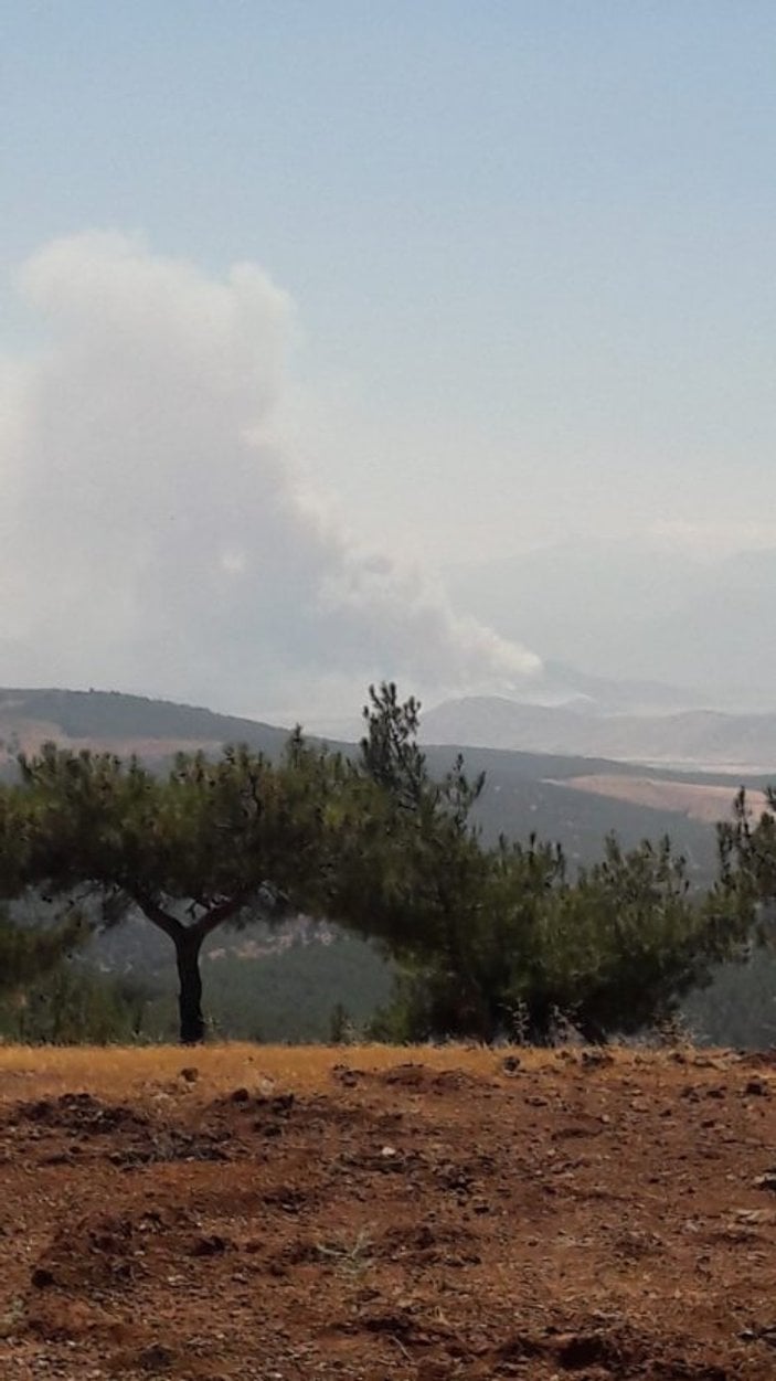 Gaziantep'te anız yangını ormana sıçradı