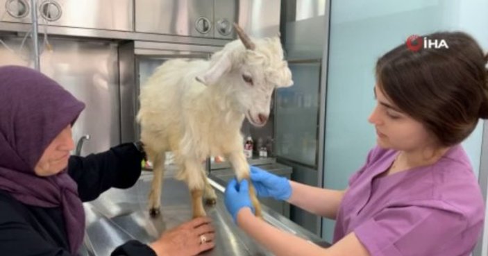 Bacağı kırılan keçisini kliniğe getirdi