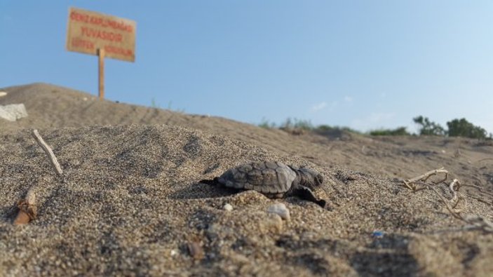 Yavru caretta carettaların zorlu yolculuğu başladı