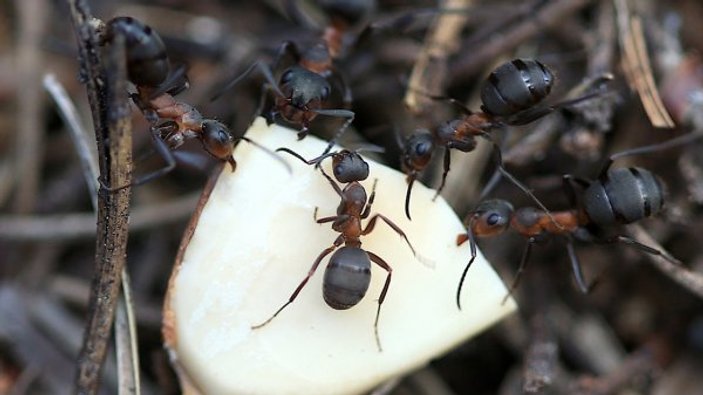 Kırmızı karıncalar ormanların gönüllü koruyucusu oldu