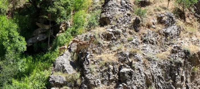 Munzur Dağı'nda nesli tükenmekte olan yaban keçileri