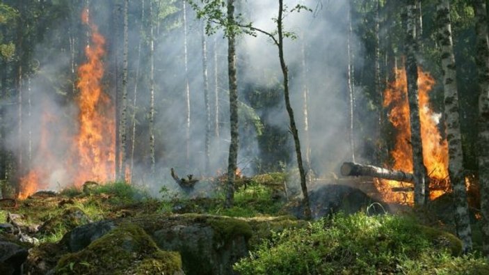 Sibirya'daki yangında 3 milyon hektar orman kül oldu
