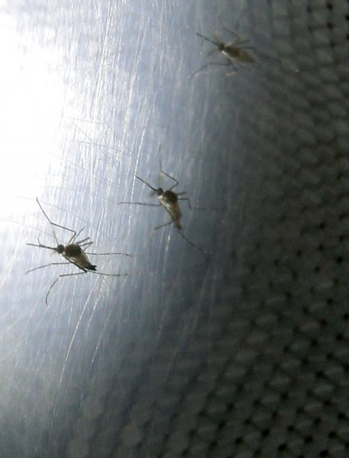 ABD'de sivrisinekler ölüm tehlikesi saçıyor