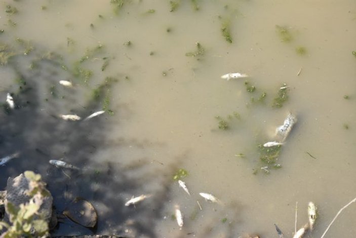 Nusaybin'de kanal suyu kesildi, yüzlerce balık telef oldu