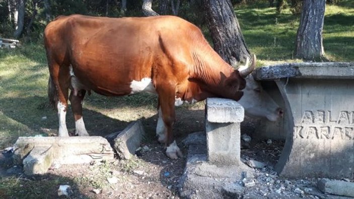 İneğin kafası piknik masasına sıkıştı