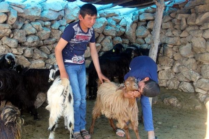Aileleri için çobanlık yapan ikizlerden büyük başarı