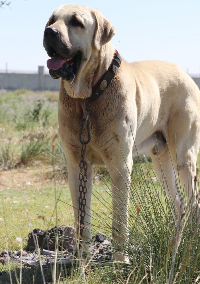 Aksaray Malaklısı savaş köpeği olarak kullanıldı