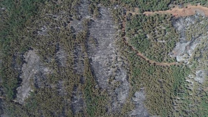 Bursa'da 30 hektarlık alan yandı