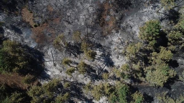 Bursa'da 30 hektarlık alan yandı